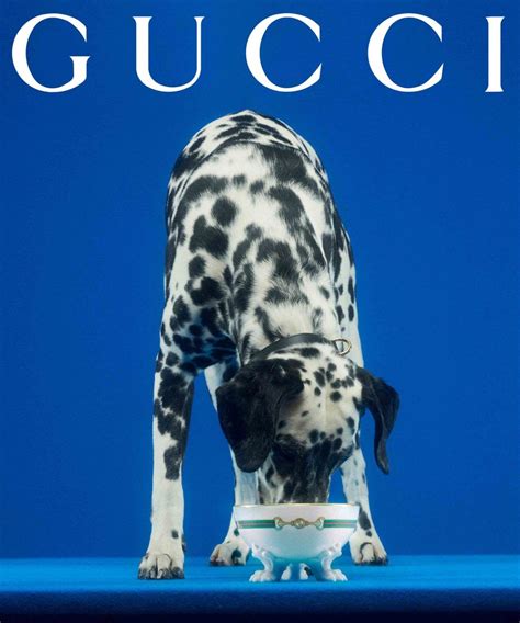 gucci pet paars|gucci pet clothes.